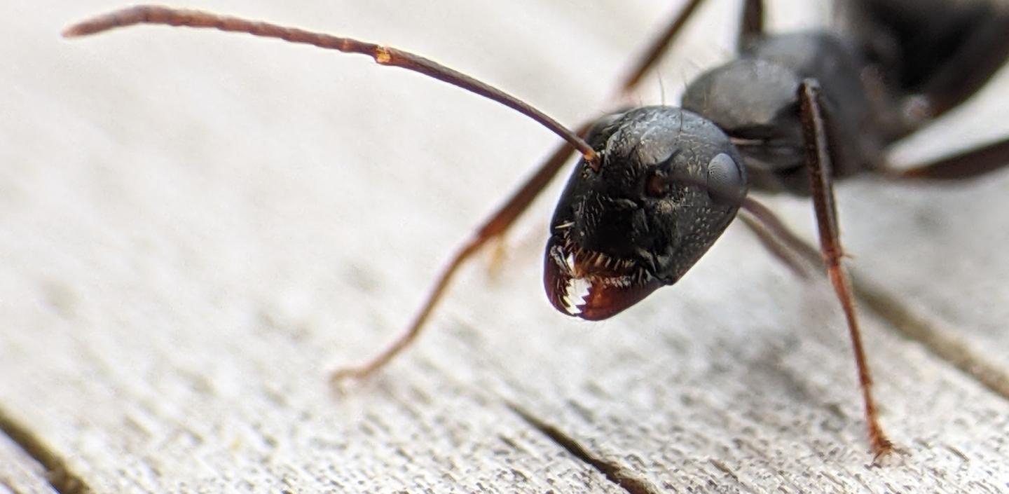 Studying the Behaviors of Californian Ants