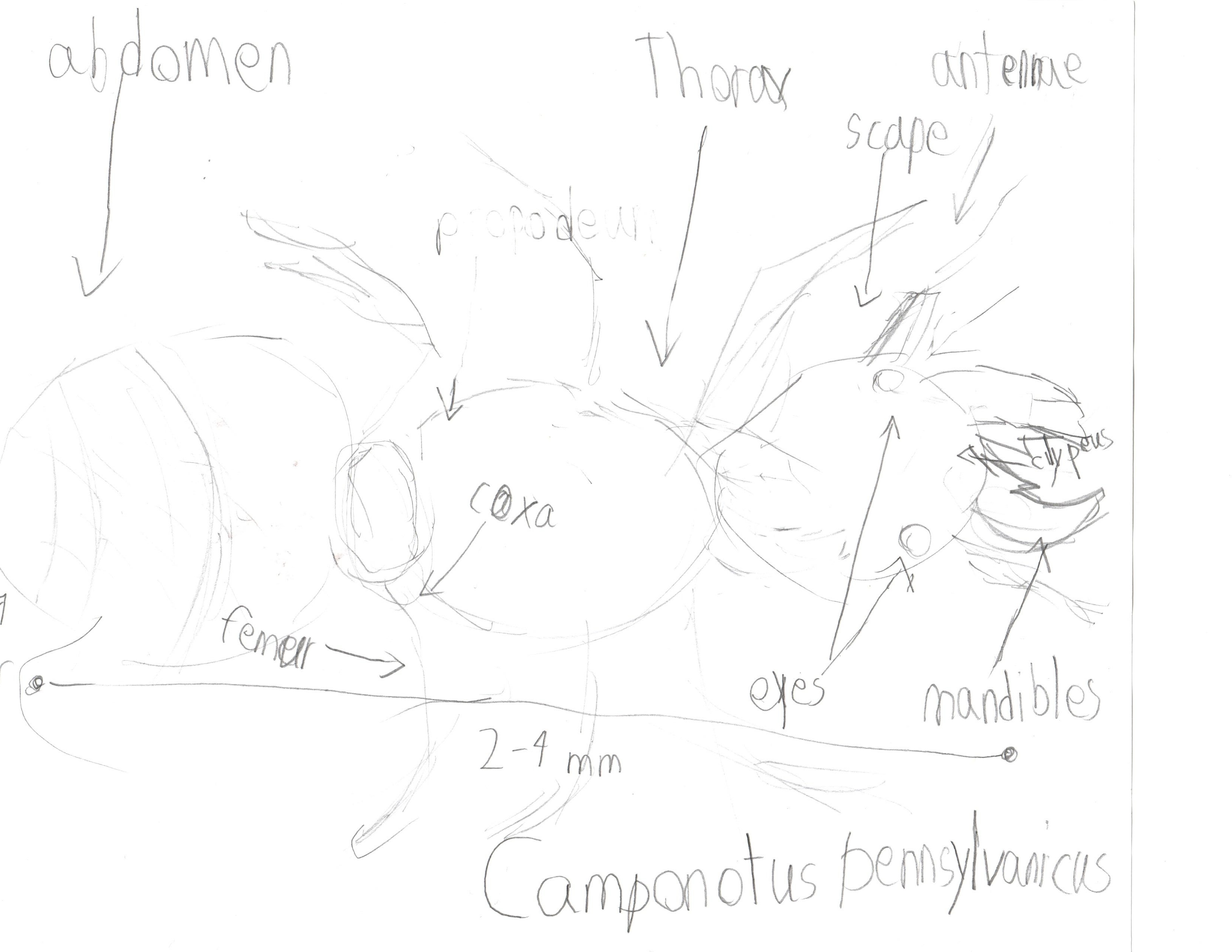 Depiction of a Camponotus Pennslyvanicus